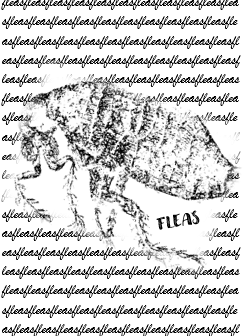 fleas (mini)